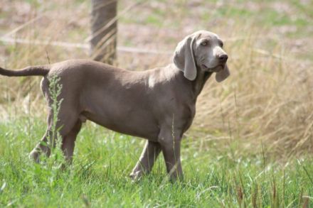 Wie suchen auf diesen Weg ein neues zu Hause für 5