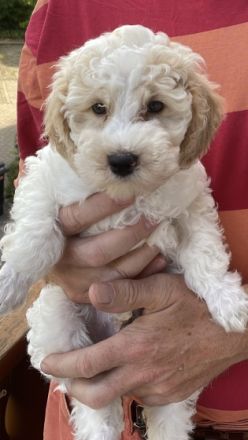 Zwergpudel Welpen… 1Rüden in Apricot tierärztlich