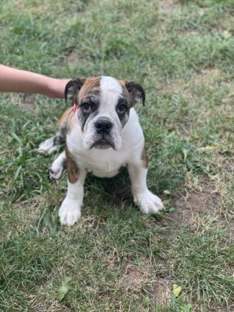 Hallo, Hiermit sucht 1 Wunderschöne (Reinrassige),