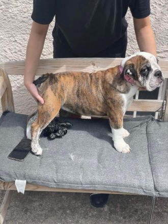 Hallo, Hiermit sucht 1 Wunderschöne (Reinrassige),