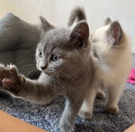 Unsere Bkh Katze Mimi hat 4 kerngesunde und zuckersüße