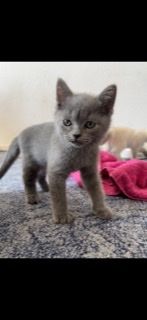 Unsere Bkh Katze Mimi hat 4 kerngesunde und zuckersüße