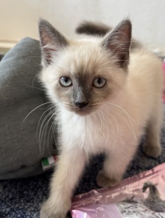 Unsere Bkh Katze Mimi hat 4 kerngesunde und zuckersüße