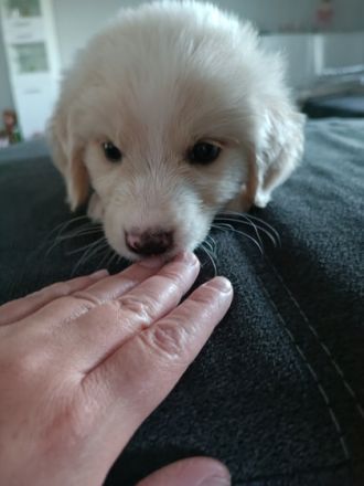 Unserer Hündin hat am 21.06.2022 Ihre Welpen bekommen,