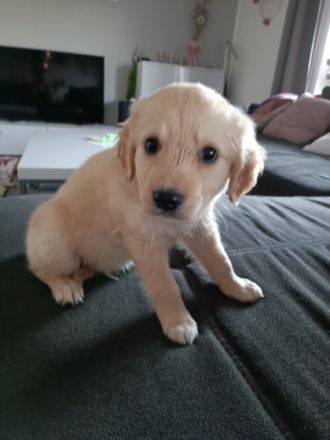 Unserer Hündin hat am 21.06.2022 Ihre Welpen bekommen,