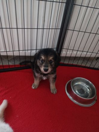 Unserer Hündin hat am 21.06.2022 Ihre Welpen bekommen,