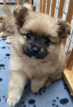 Pomeranian / Toy Welpen Ab Ende August suchen drei