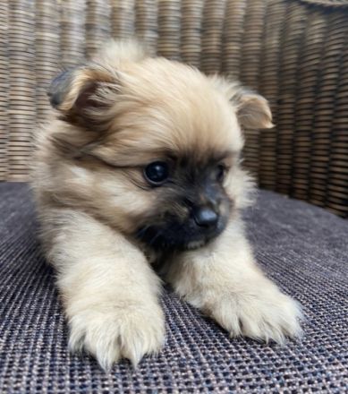 Pomeranian / Toy Welpen Ab Ende August suchen drei
