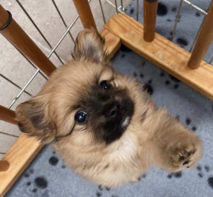 Pomeranian / Toy Welpen Ab Ende August suchen drei