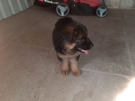 Die kleine ist jetzt 8 Wochen alt und Hört auf den