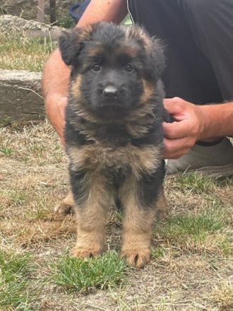 Die kleine ist jetzt 8 Wochen alt und Hört auf den