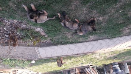 3 Mädels suchen ein neues liebes Zuhause . Sie sind