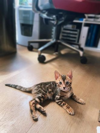 Das Kätzchen ist sehr verspielt. Lebt bei der Familie,