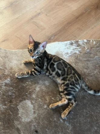 Das Kätzchen ist sehr verspielt. Lebt bei der Familie,