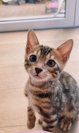 Das Kätzchen ist sehr verspielt. Lebt bei der Familie,