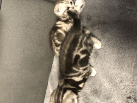 Am 11.07 hat unsere hübsche Julie bezaubernde BKH