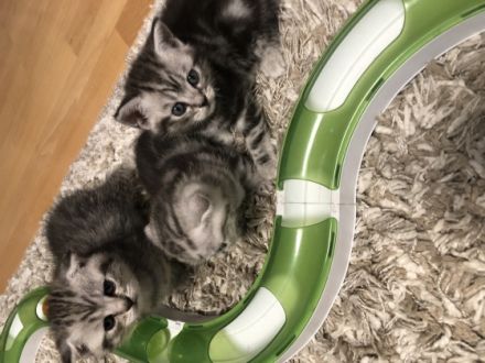 Am 11.07 hat unsere hübsche Julie bezaubernde BKH