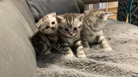 Am 11.07 hat unsere hübsche Julie bezaubernde BKH