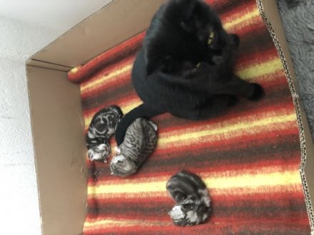 Am 11.07 hat unsere hübsche Julie bezaubernde BKH