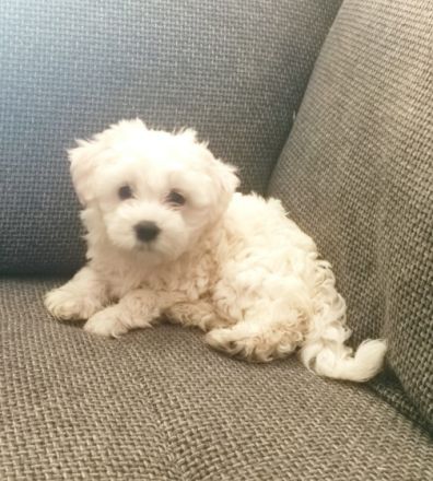 Unsere kleine prinzessin ust 6 zuckersusse welpen zur