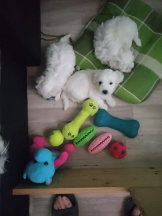 Unsere kleine prinzessin ust 6 zuckersusse welpen zur