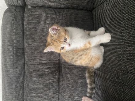 Meine wunderschöne Lucy hat am 24.05.2022 3 Kätzchen