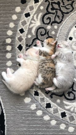 Meine wunderschöne Lucy hat am 24.05.2022 3 Kätzchen