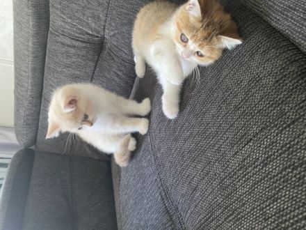 Meine wunderschöne Lucy hat am 24.05.2022 3 Kätzchen