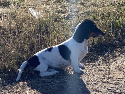 Suchen sie vielleicht etwas besonderes in Kurz oder