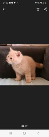 Reirassige British Kurzhaar Kitten, wunderschön