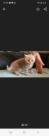 Reirassige British Kurzhaar Kitten, wunderschön