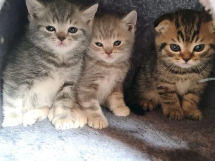 Reirassige British Kurzhaar Kitten, wunderschön