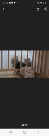 Reirassige British Kurzhaar Kitten, wunderschön