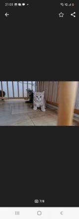 Reirassige British Kurzhaar Kitten, wunderschön