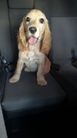 Amerikanischer Cocker Spaniel, Welpen