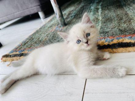 Wir haben 6 wunderschöne Ragdoll Kitten in den Farben: