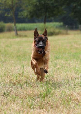 Sarahs Wild Dog Hundeschule und Verhaltensberatung