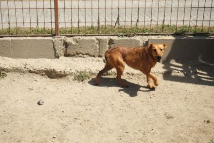 Terrier-Mischling-Rüde-Bacon ca 50cm