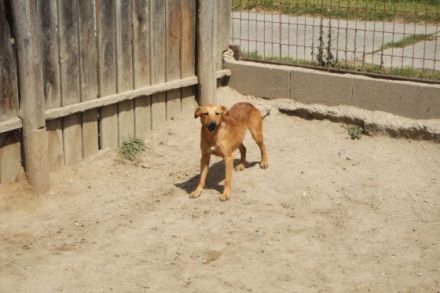 Terrier-Mischling-Rüde-Bacon ca 50cm