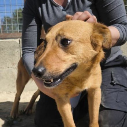 Terrier-Mischling-Rüde-Bacon ca 50cm