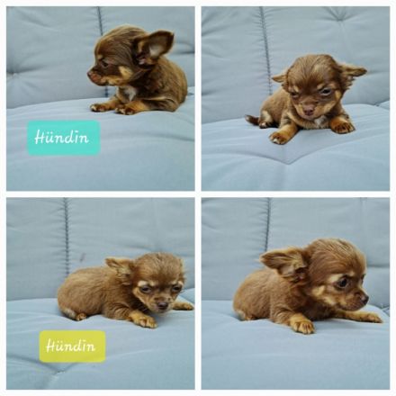 Chihuahua, Welpen