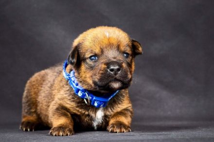 Unsere Welpen sind am 03.07.2022 geboren und suchen