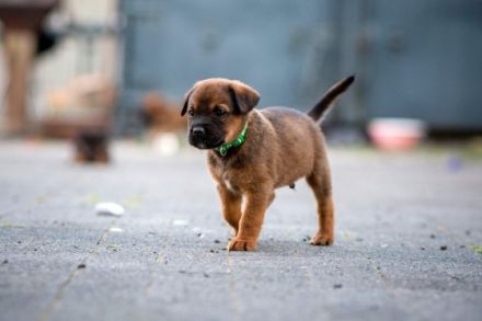 Unsere Welpen sind am 03.07.2022 geboren und suchen