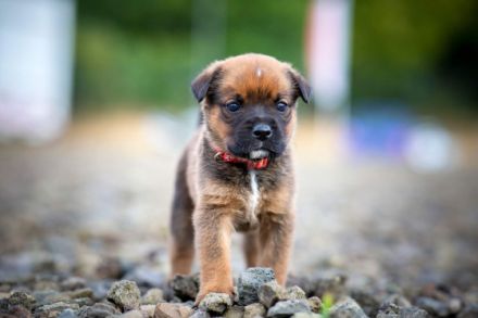 Unsere Welpen sind am 03.07.2022 geboren und suchen