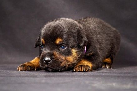 Unsere Welpen sind am 03.07.2022 geboren und suchen