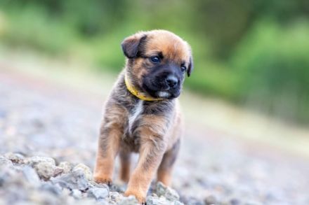 Unsere Welpen sind am 03.07.2022 geboren und suchen