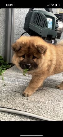 Suche aufgrund schwerer Allergie,für meinen kleinen