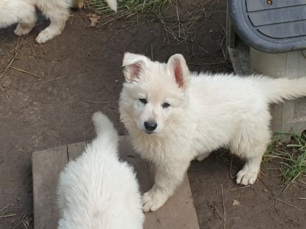 Unsere Heaven hat uns am 14.05.2022 5 Engelchen