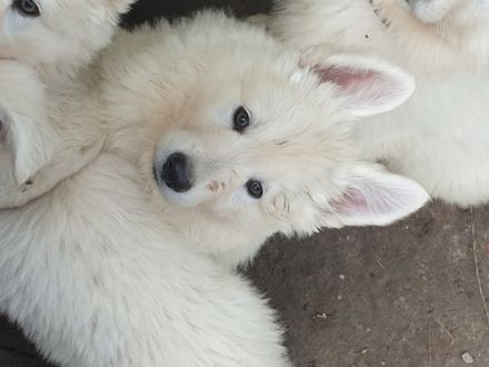 Unsere Heaven hat uns am 14.05.2022 5 Engelchen