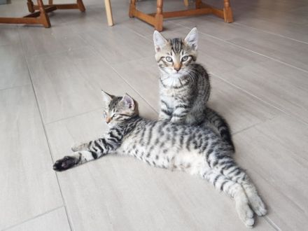 Unsere 2 reinrassigen Sibirischen Katzen (mit Stammbaum